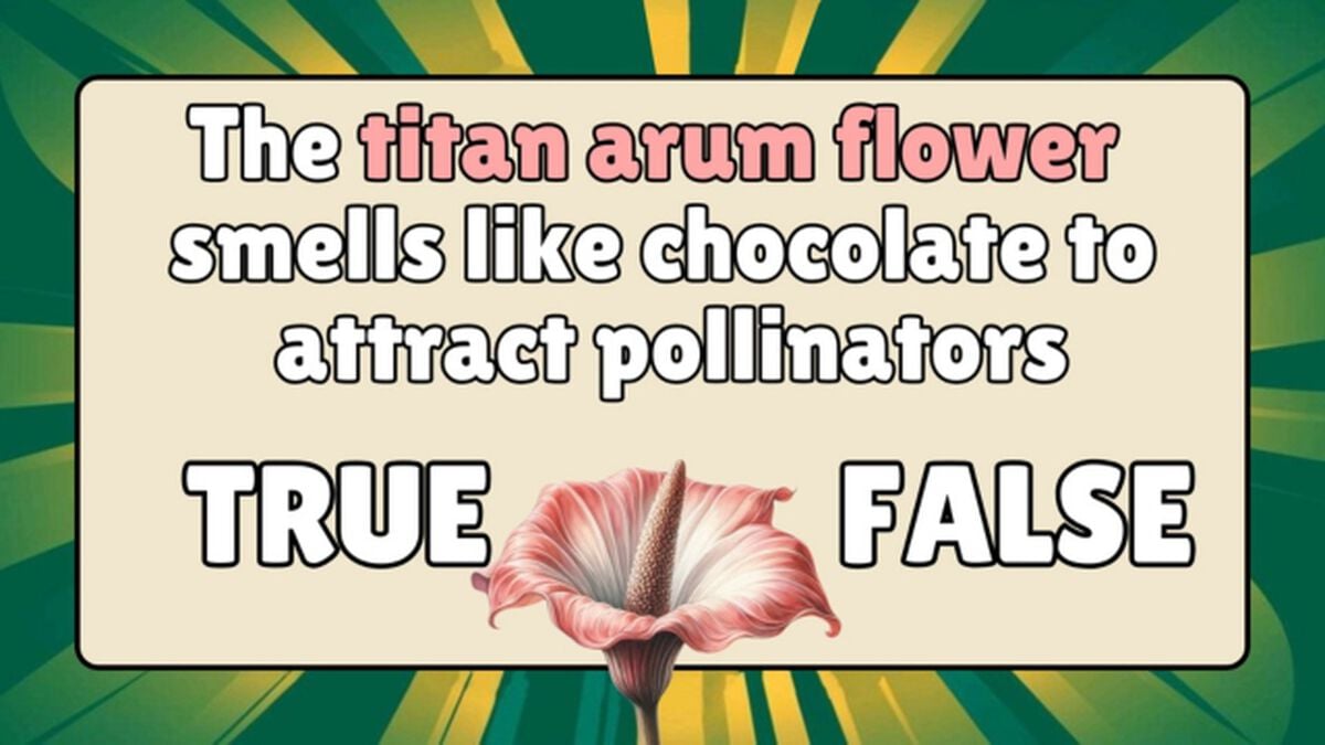 Flower Power image number null